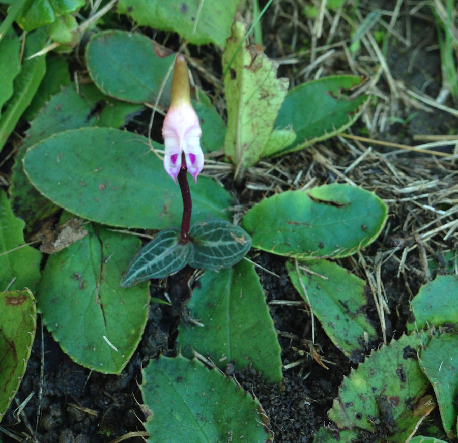 Disperis woodii